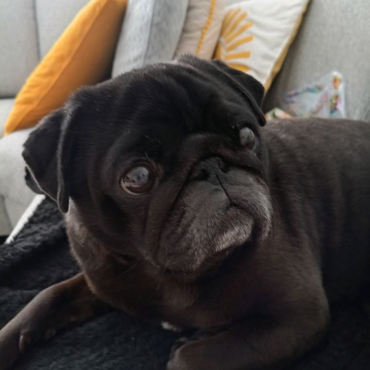 🖤 Stewie🖤