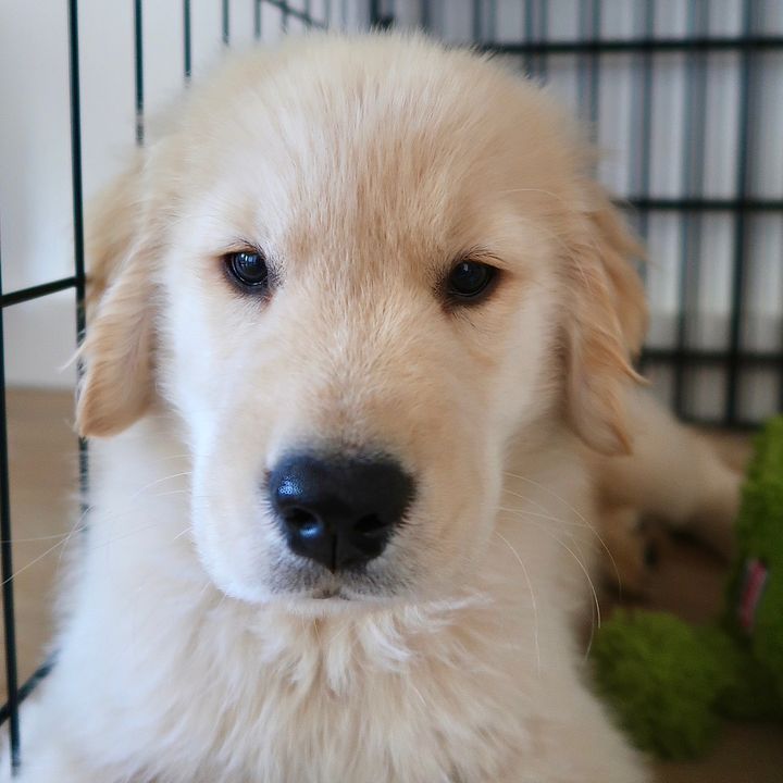 Mumble The Golden