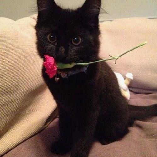 LavanderCat