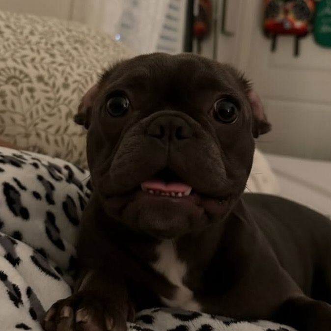buttercupdafrenchie