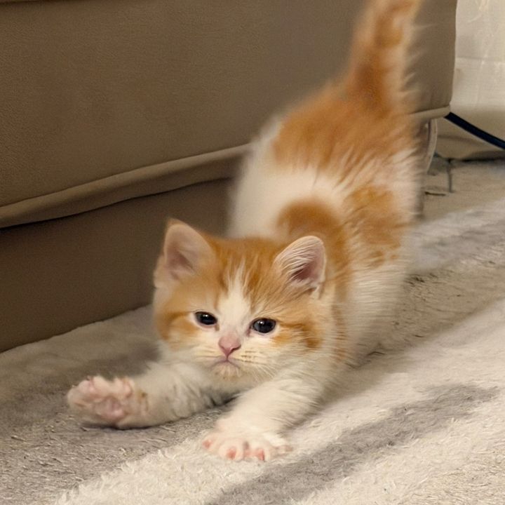うにの毎日