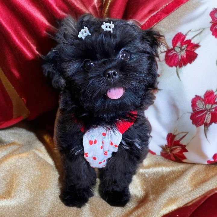 Twinkle the Little Star