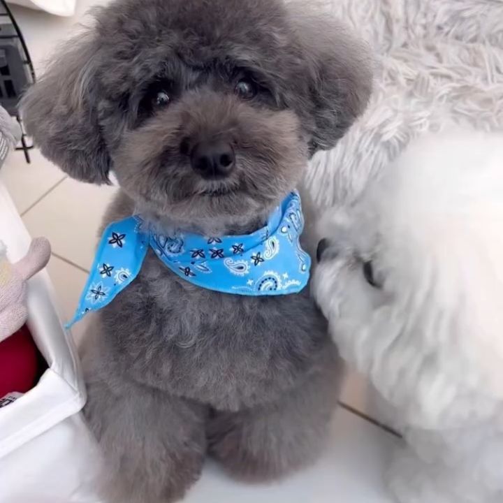 面白い犬 🐶 01
