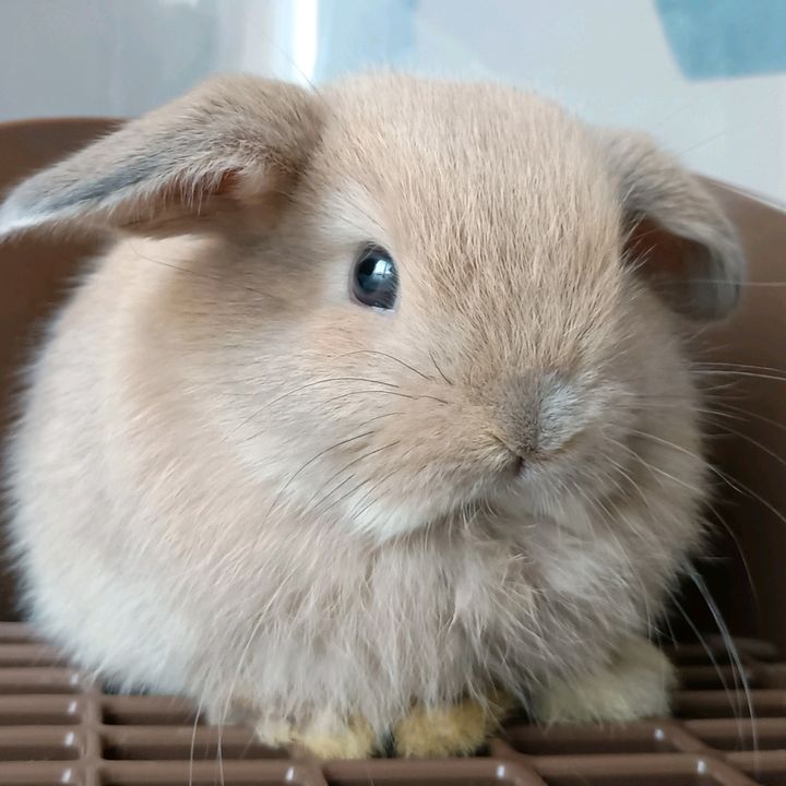 のんのん🐰