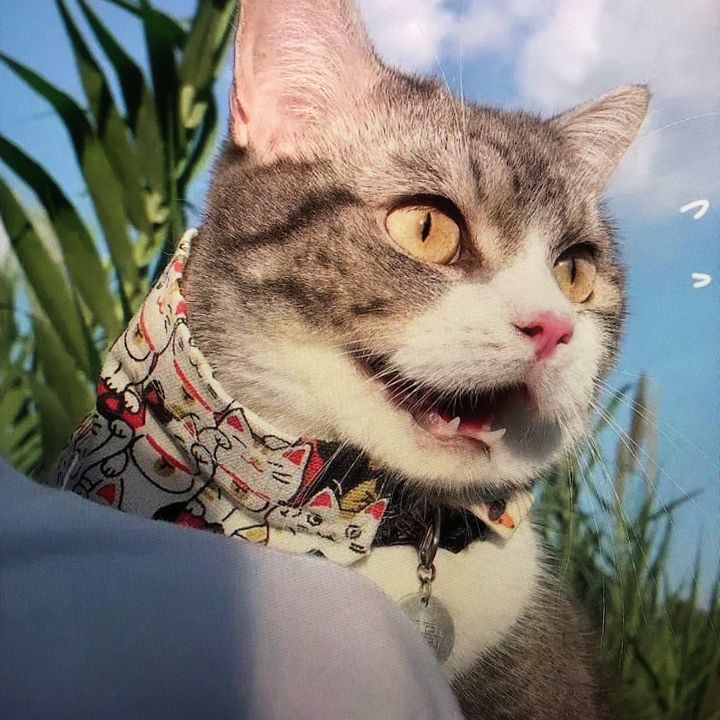 Hazel