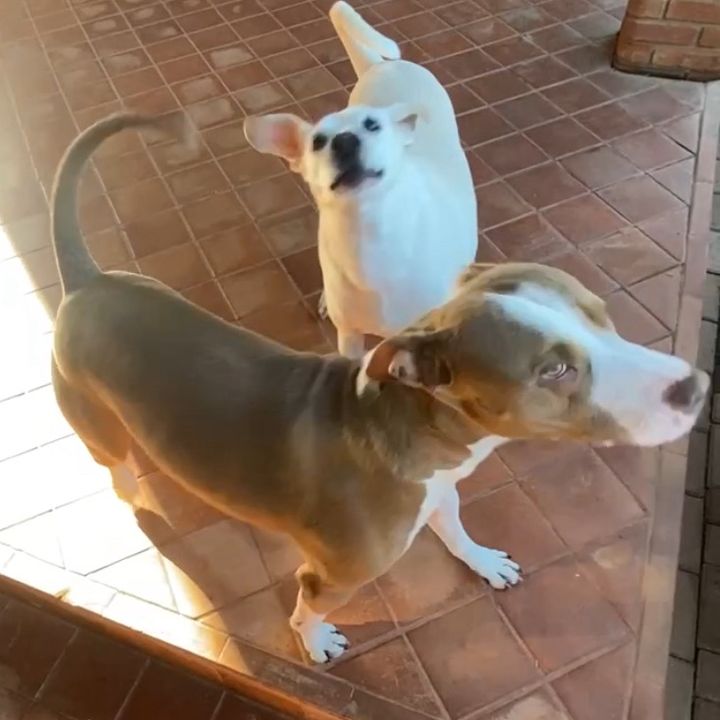 Draco & Costelinha