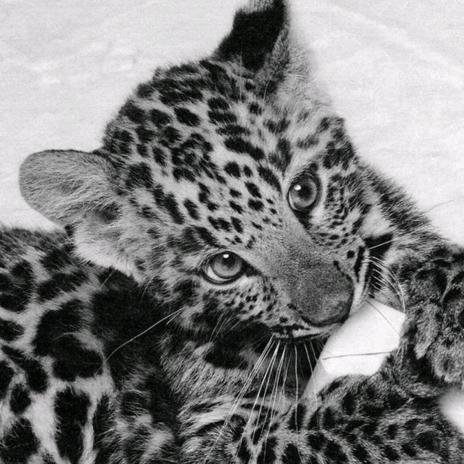 Jaguar Achou✨