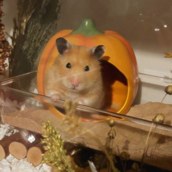 Pumpkin 🧡
