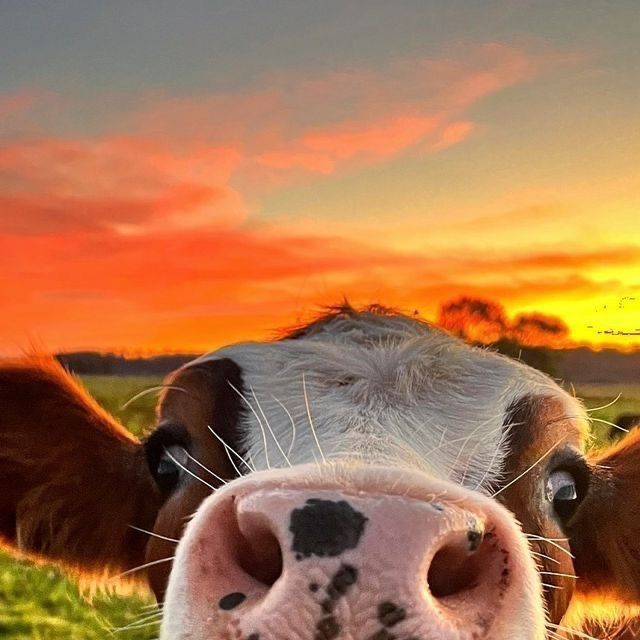 Vibras bby 🐮🤍