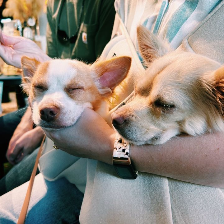 Hazel + Hewitt