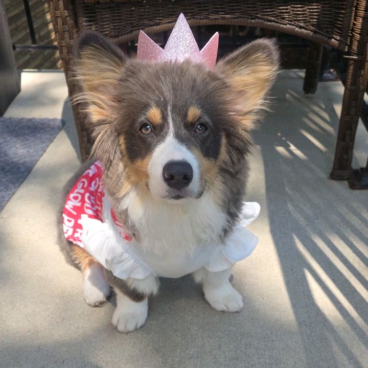 MillieMae ❤️ Fluffy Corgi