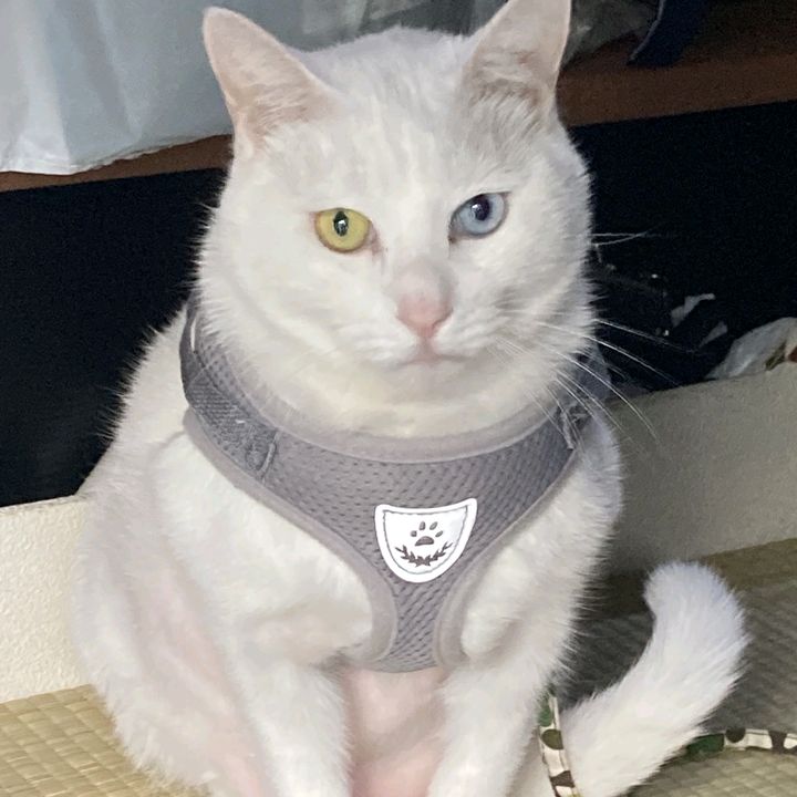 マメ