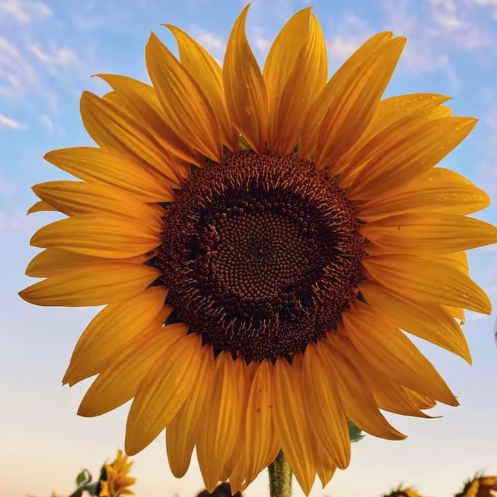 Girasol1