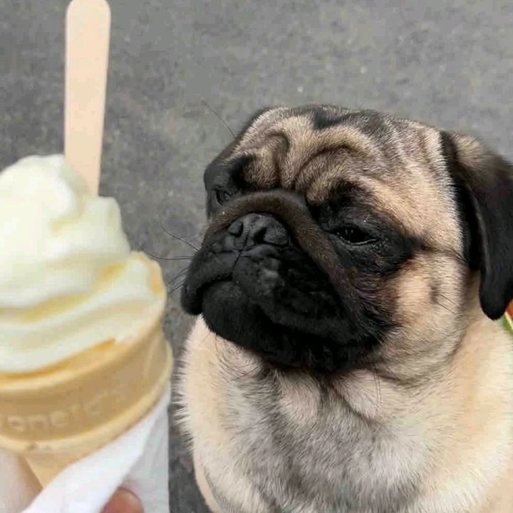 cutieip