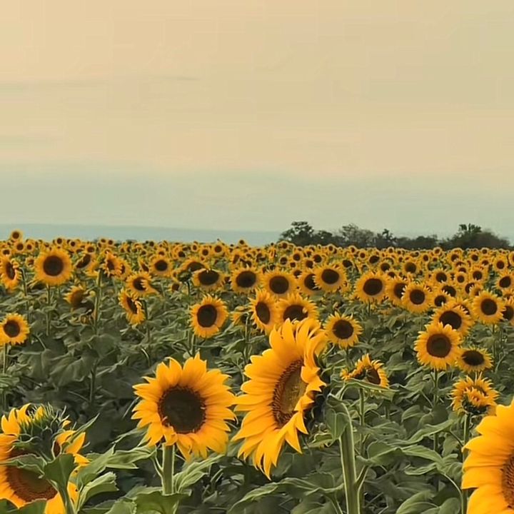 Girasol5