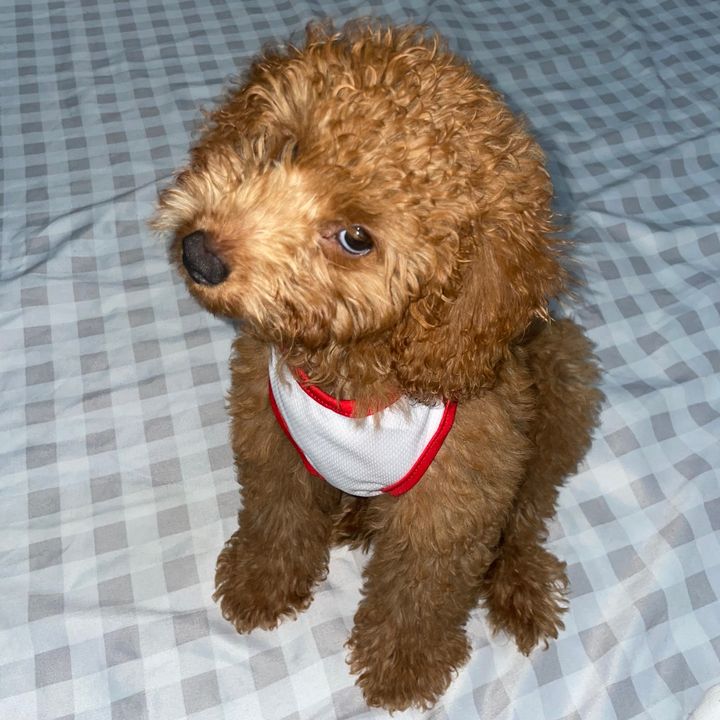 furbaby_toffee