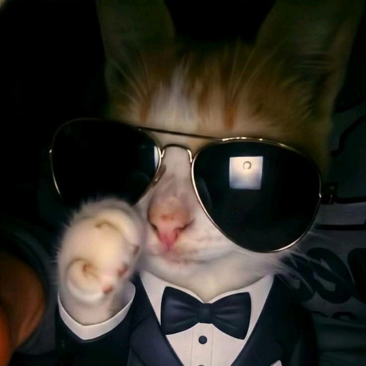 DripCat✪