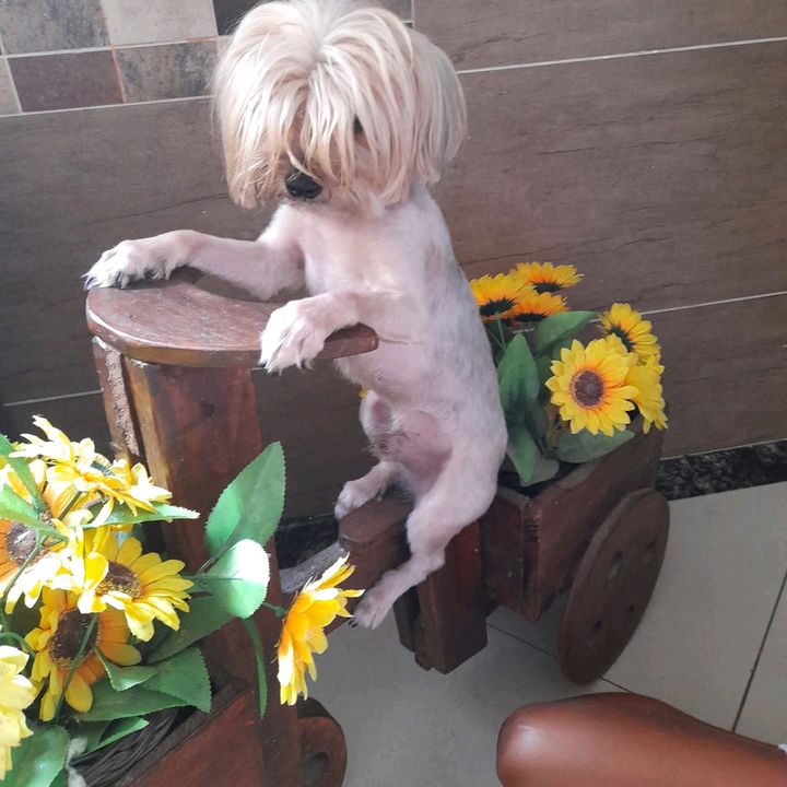 BOB MEU PET