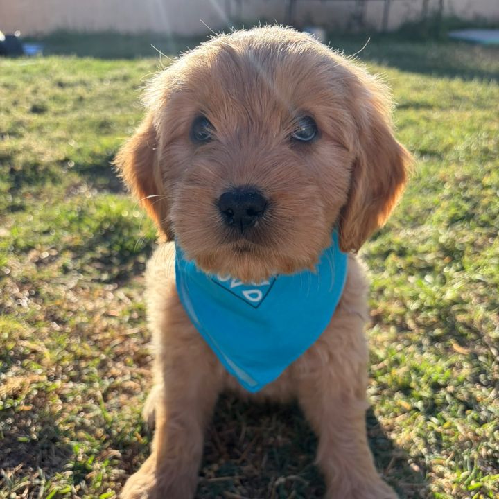 goldiebear.thedoodle
