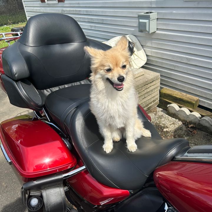 bikerpomsky2