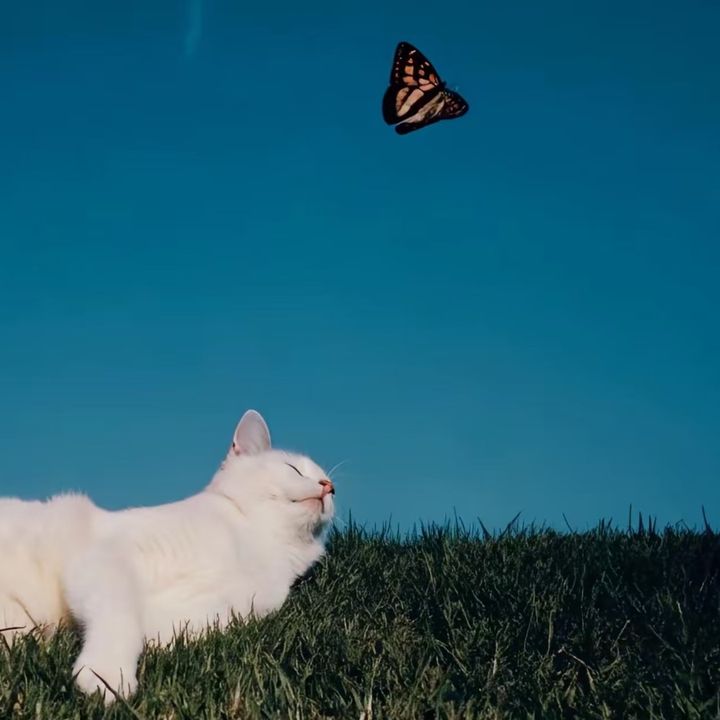 clhepnkc56