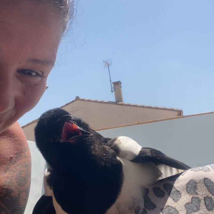 Piou piou