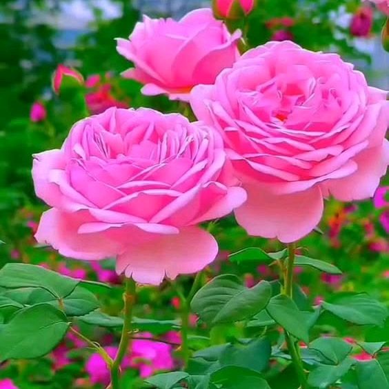 Prakriti Ke Rang🌸🌿