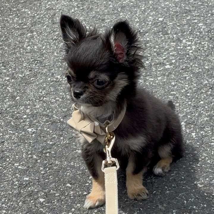 子犬のルルちゃん