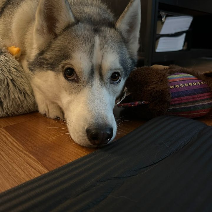 Aurora Husky Girl