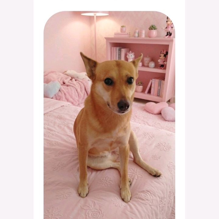Wera la patrona 🐾🐶🐕