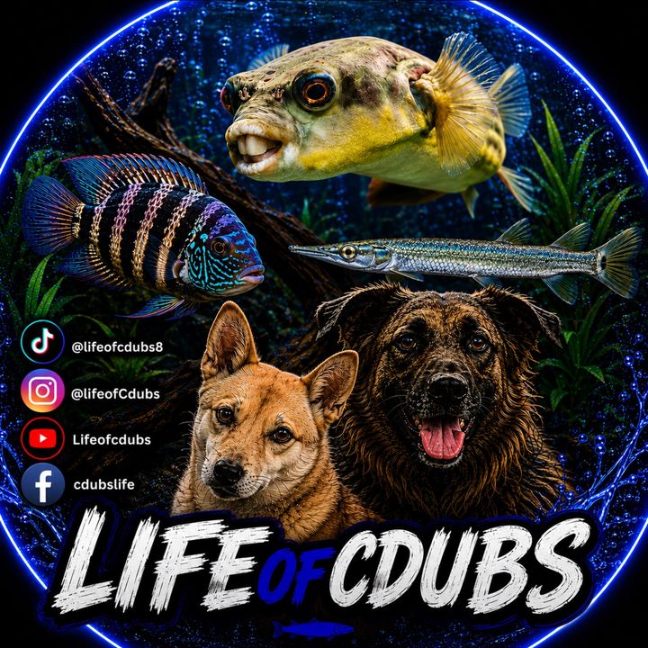 CdubsLife