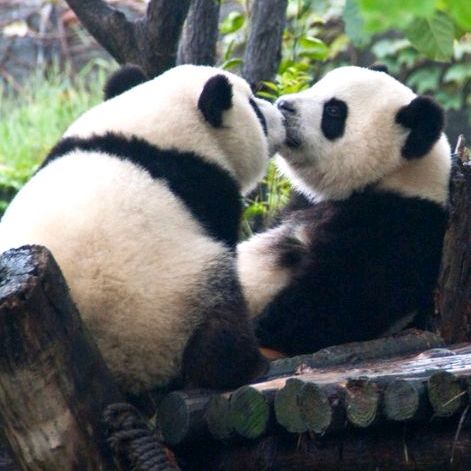 pandacutie