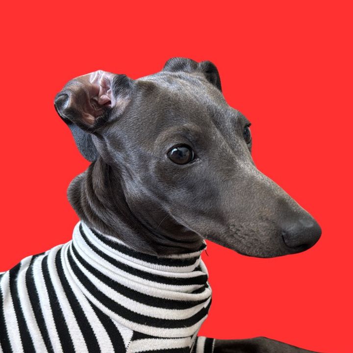 Baltazar, O Galgo