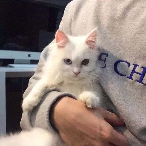 Xkousmxj