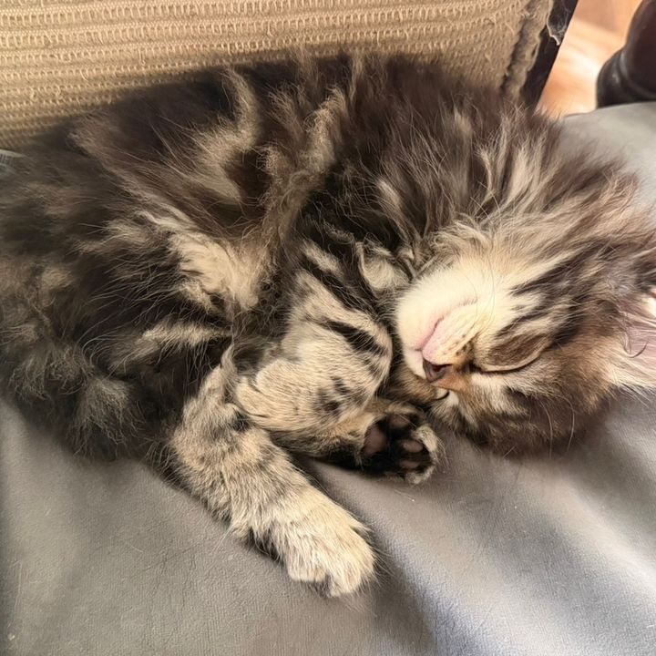 mishiandlulu