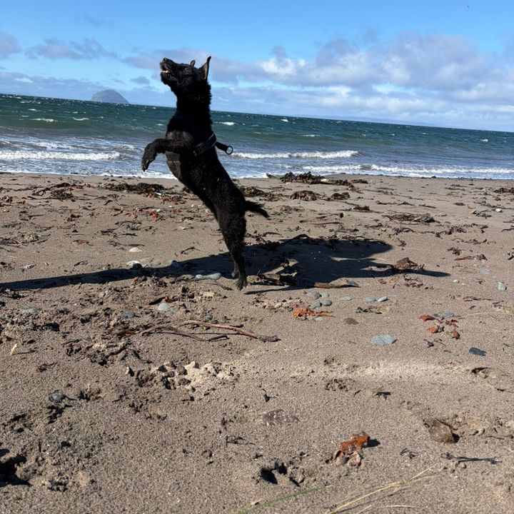 Willow the Patterdale