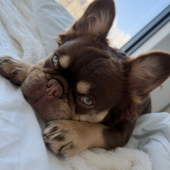 milothefluffy0