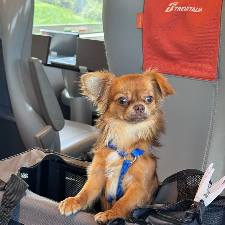 Romeo vita da chihuahua