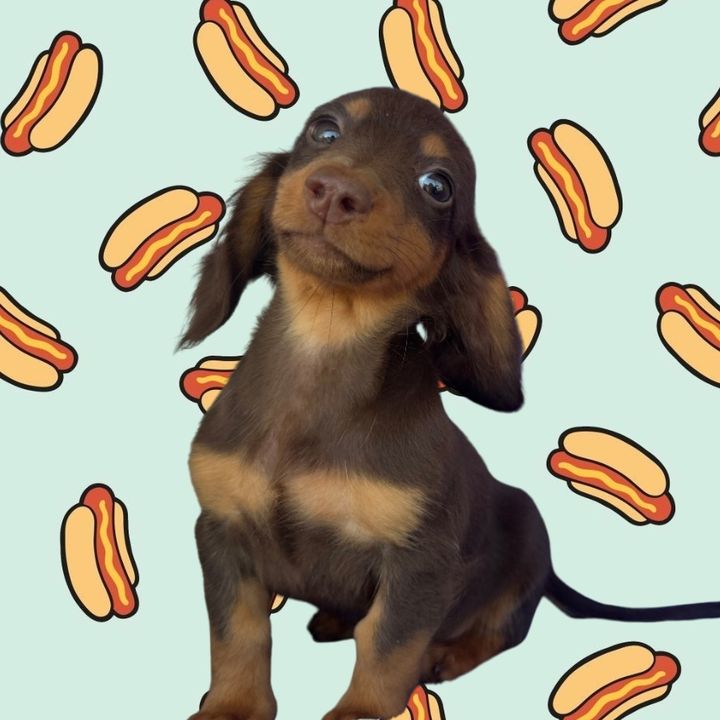 Oliver The Mini Doxie