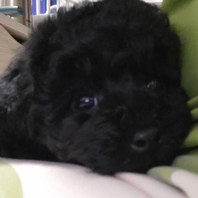 汪汪レオ🐶
