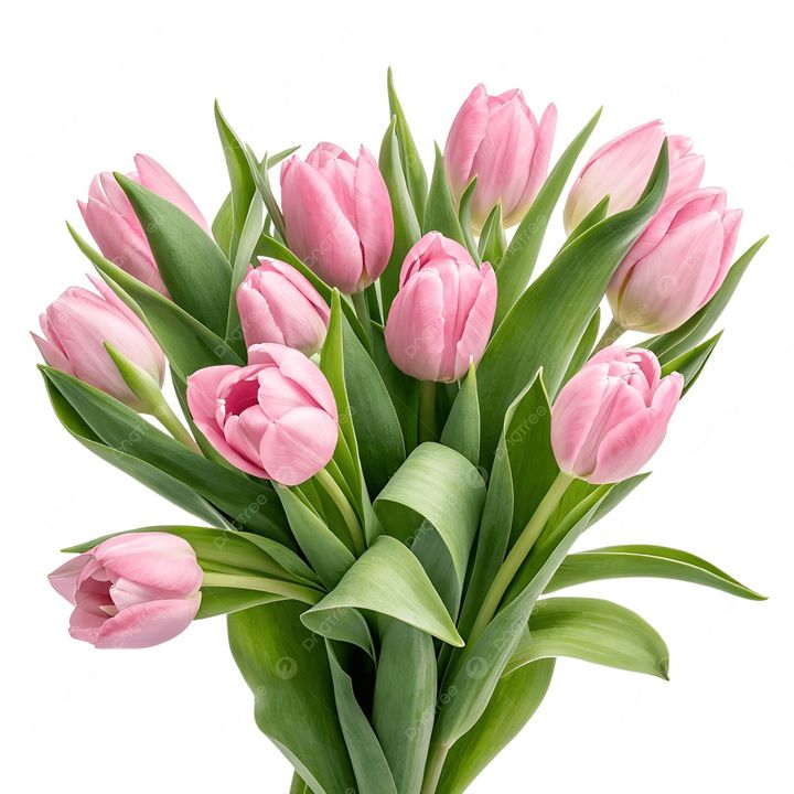 Tulip Pink Ceceboy
