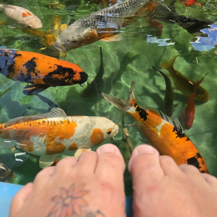 🐳🐠Phish_Phetish🐋🦭