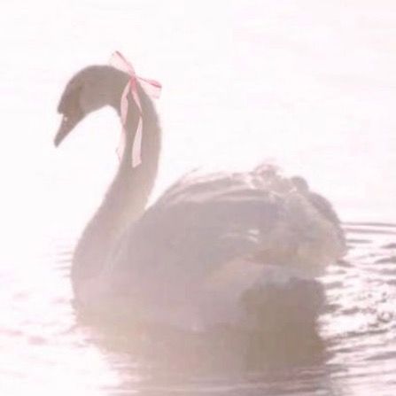 𝒮𝓌𝒶𝓃 𝒜𝒮𝑀𝑅