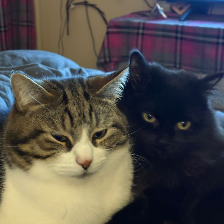 Halle and Loki