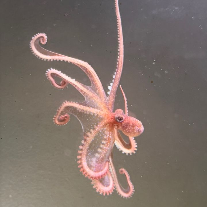 Octo keeper