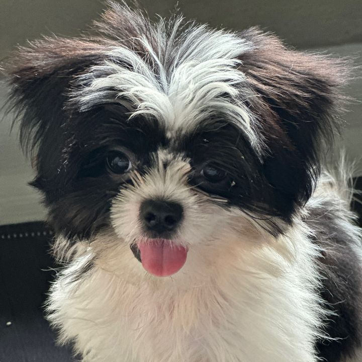 Mingming 🐾