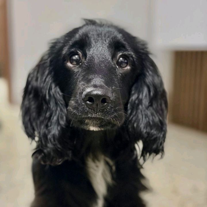 Toby Alberto el Cocker