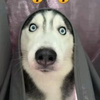 かわいいのすべて