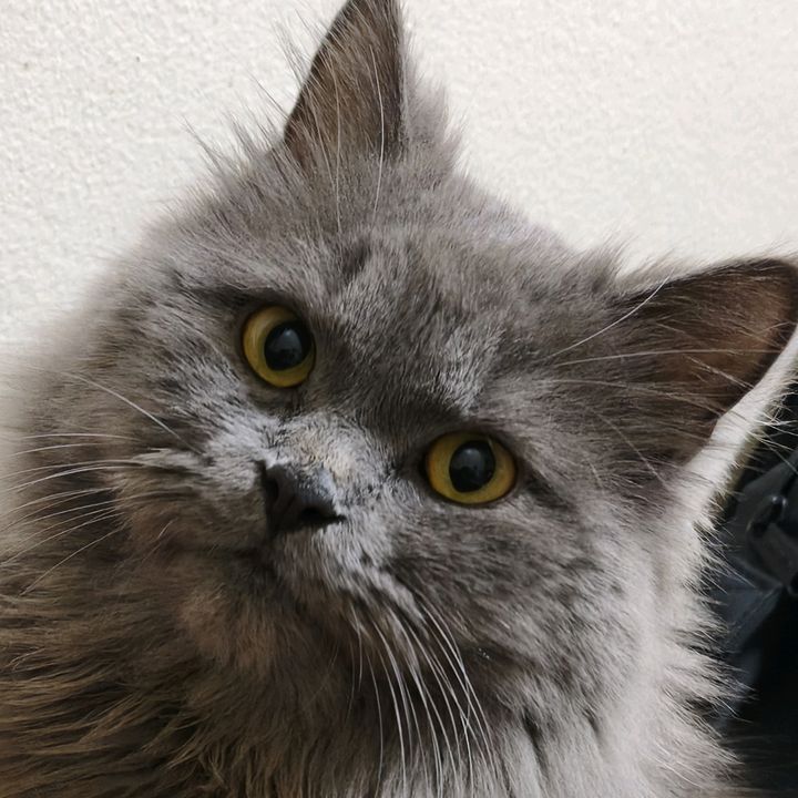 PusingtheGreatCat