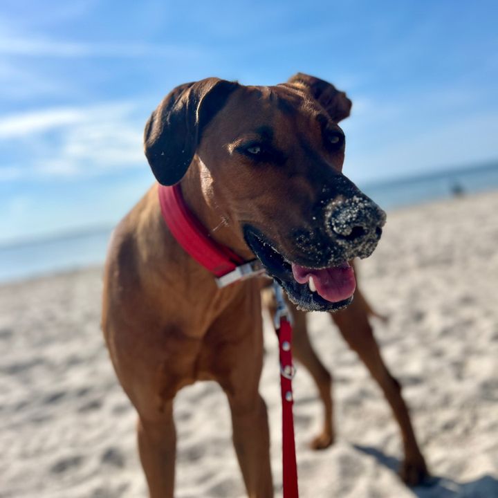 enzo_rhodesianridgeback